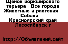 Щенок йоркширского терьера - Все города Животные и растения » Собаки   . Красноярский край,Лесосибирск г.